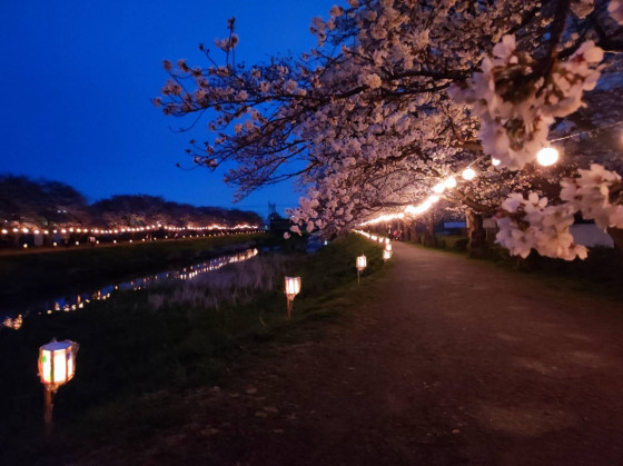 Kirschblütenbäume am Fluss mit Illumination (4/4)
