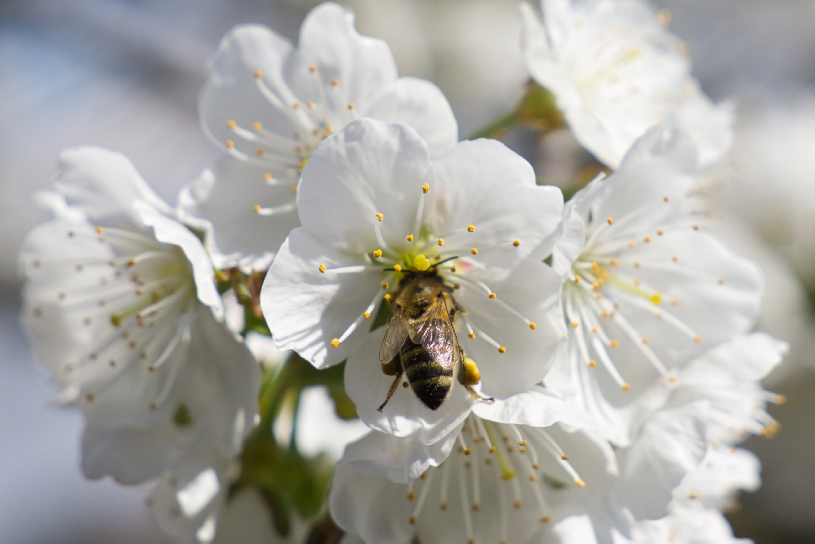 Es ist wieder Bienen-Zeit!