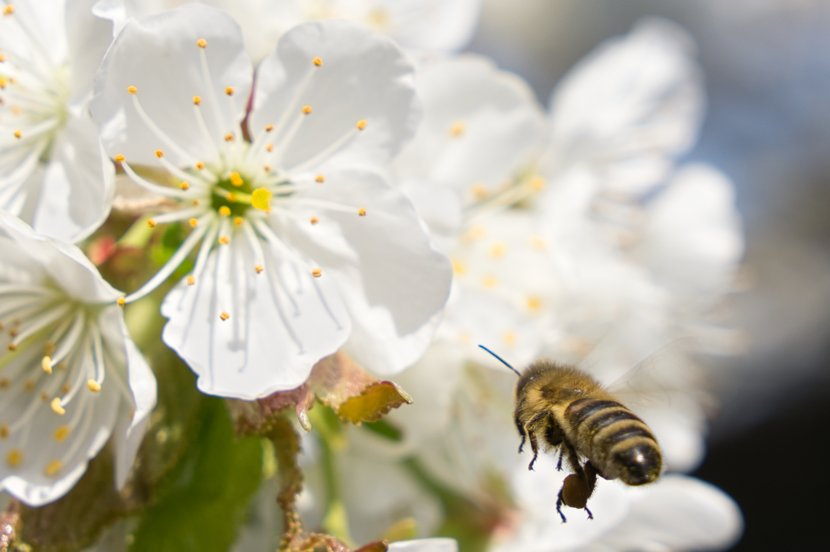 Es ist wieder Bienen-Zeit!