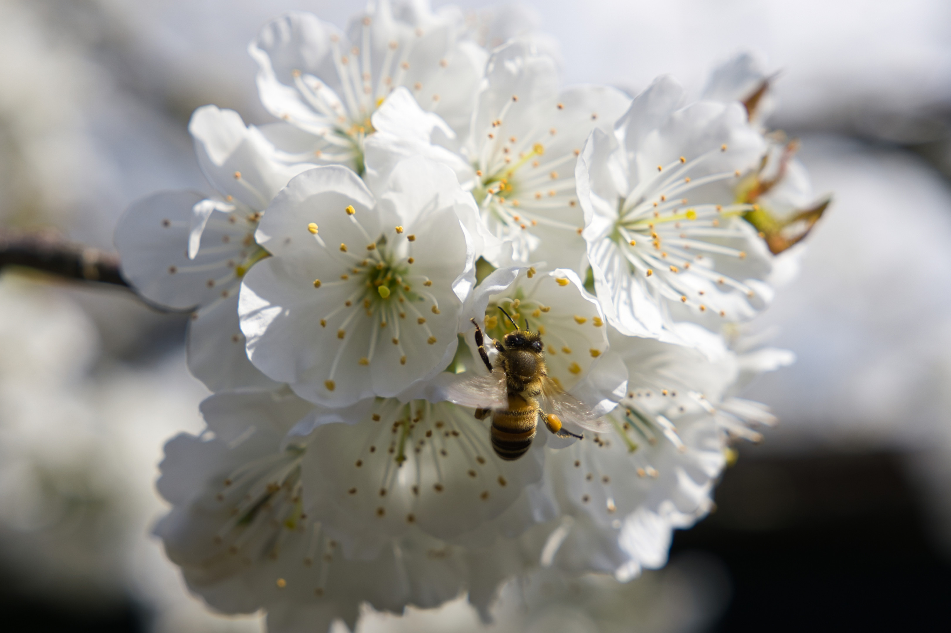 Es ist wieder Bienen-Zeit!