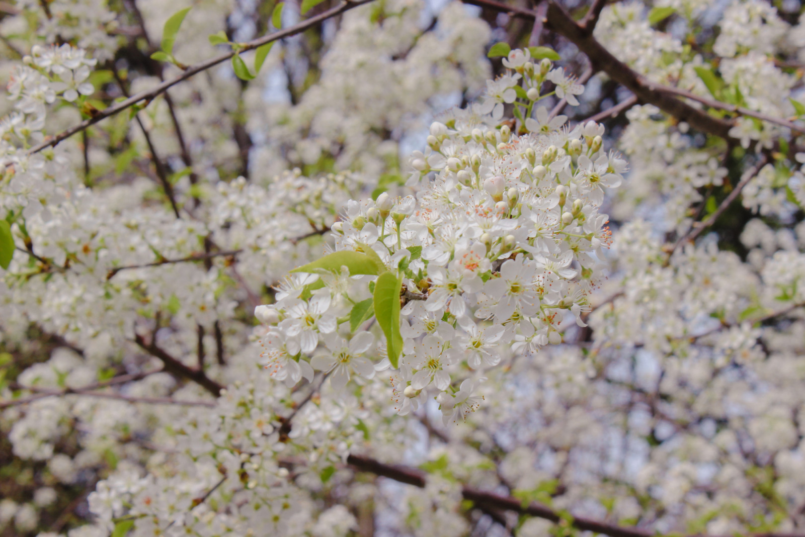 Weiße Kirschblüten