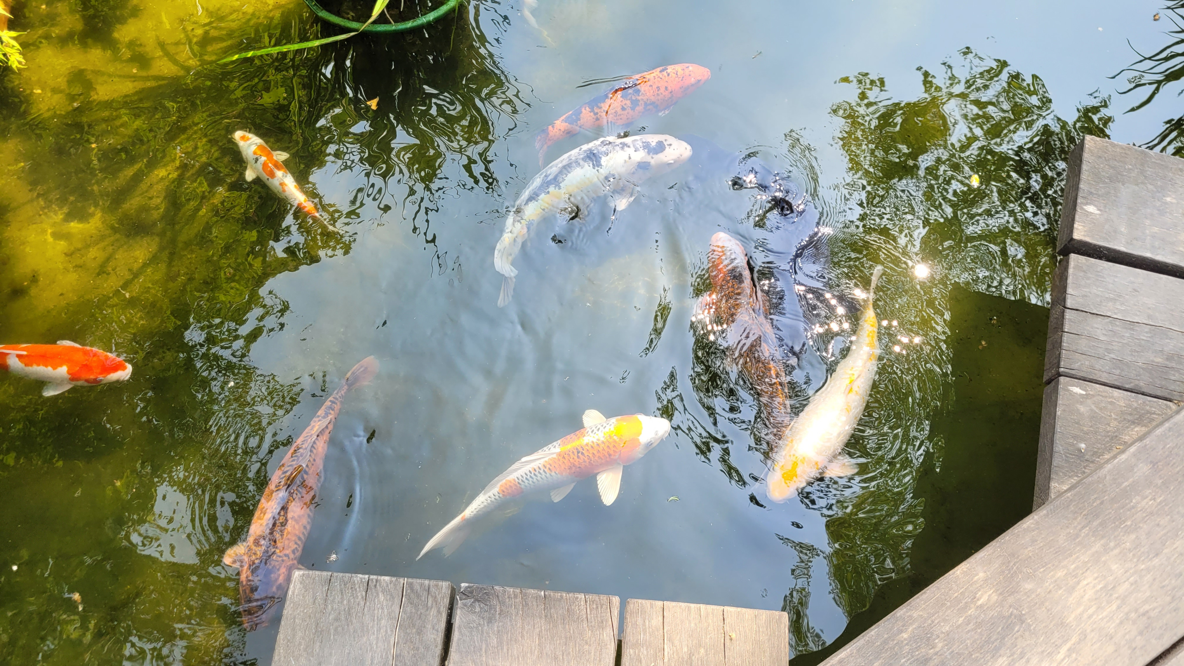 Japanischer Garten Kaiserslautern