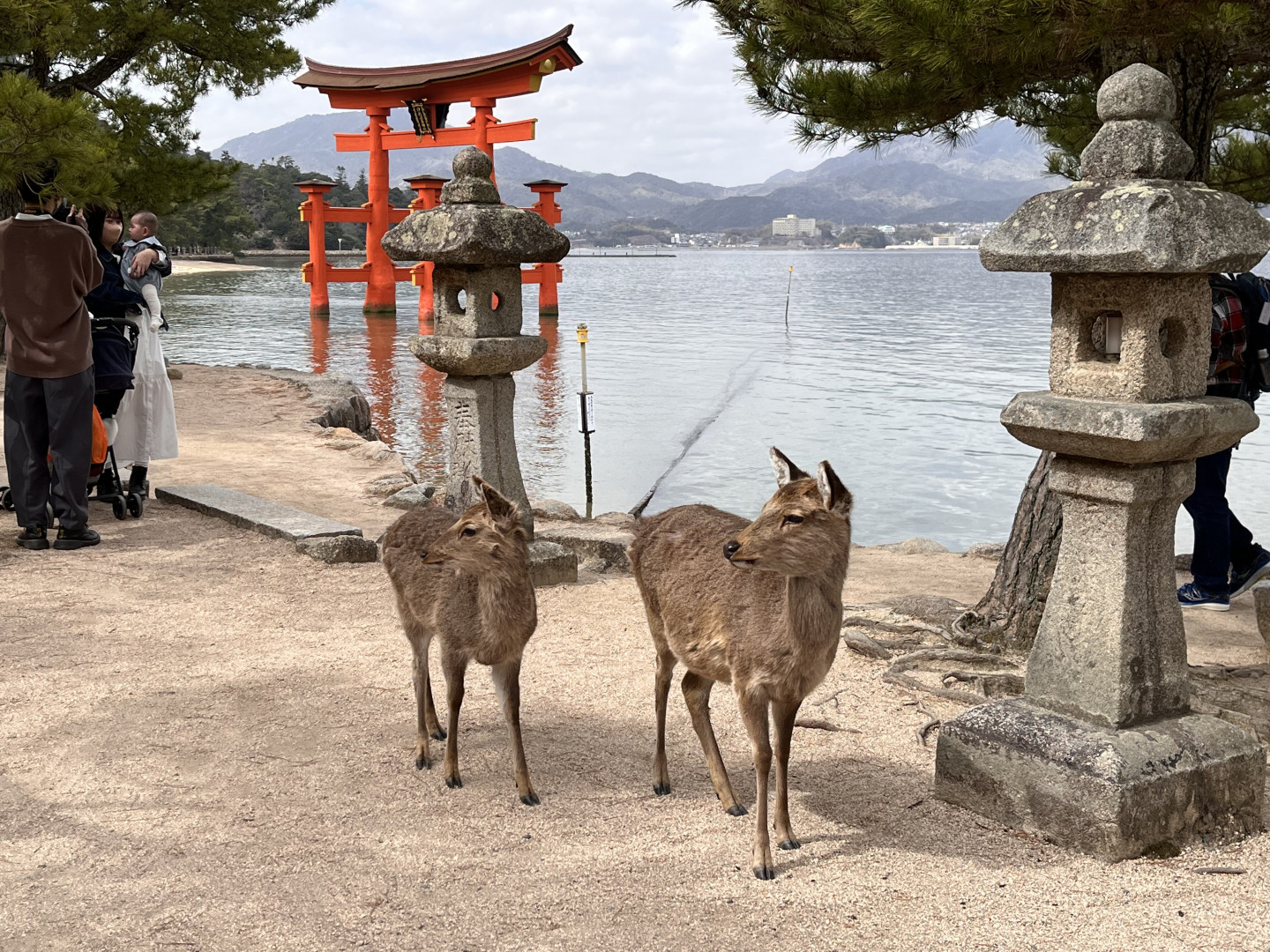 Miyajima