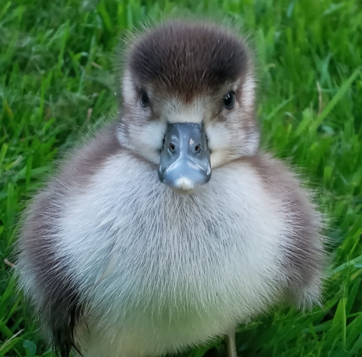 Nilgans Küken :)