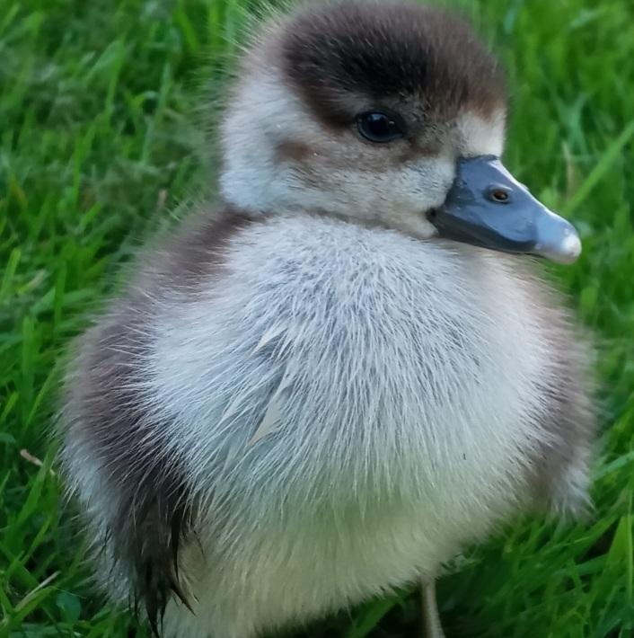 Nilgans Küken 2 :)