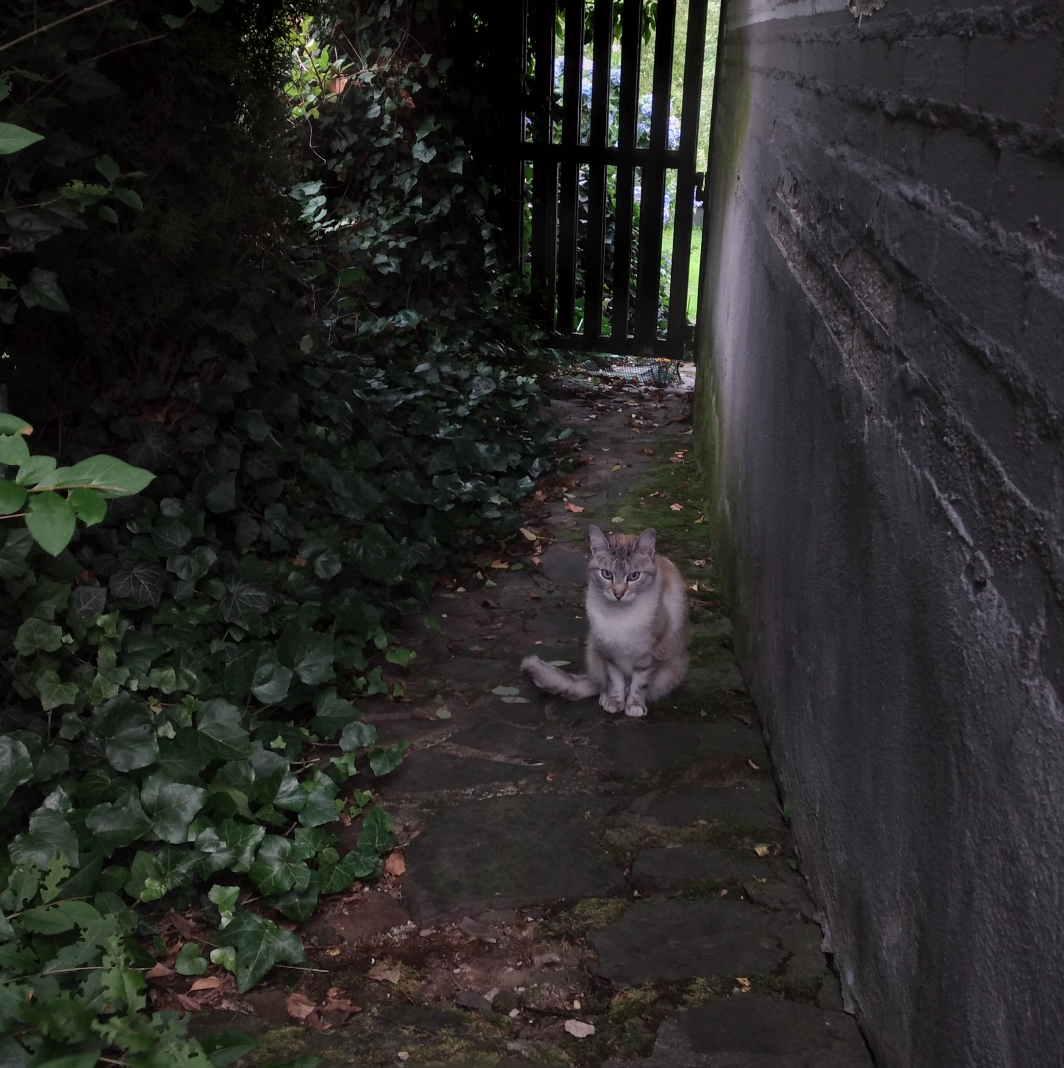 Katze im Garten :)