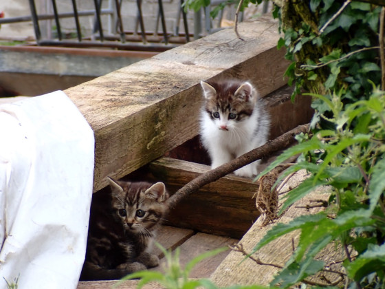 Zwei Kätzchen hinter einem Gasthof entdeckt