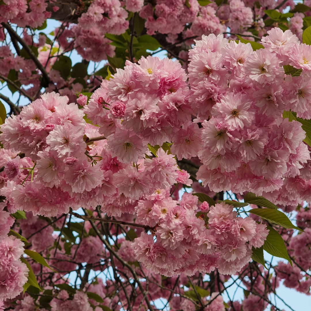 Vergängliche Schönheit 🌸