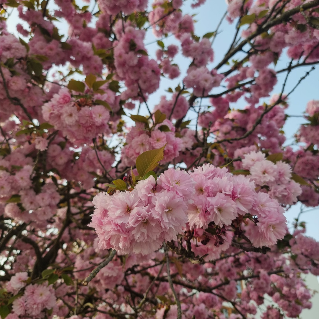 Vergängliche Schönheit 🌸