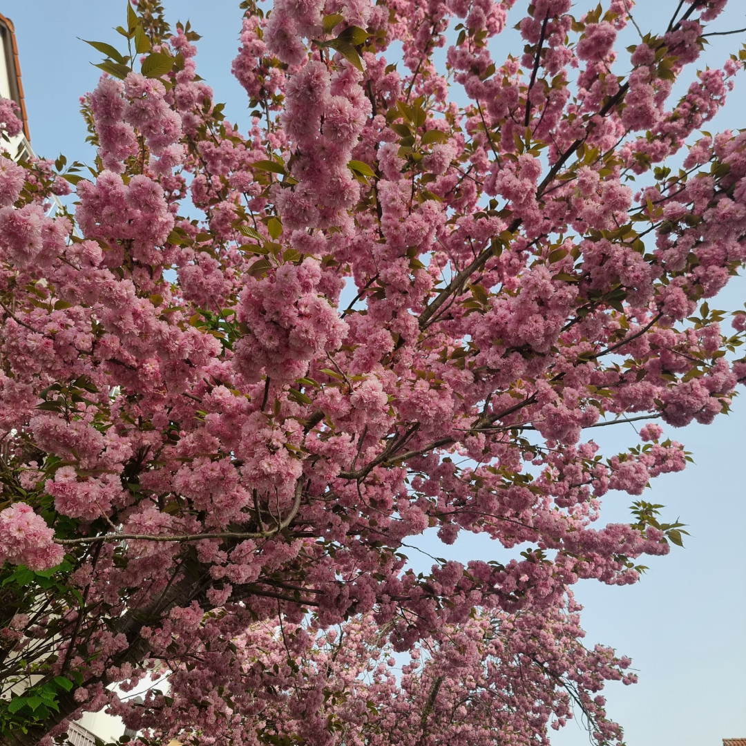 Vergängliche Schönheit 🌸