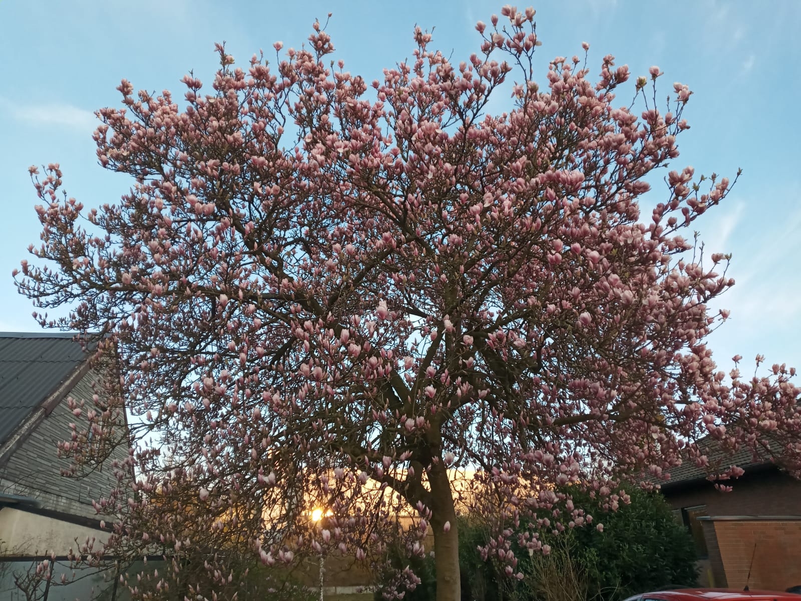 Magnolie in der Dämmerung