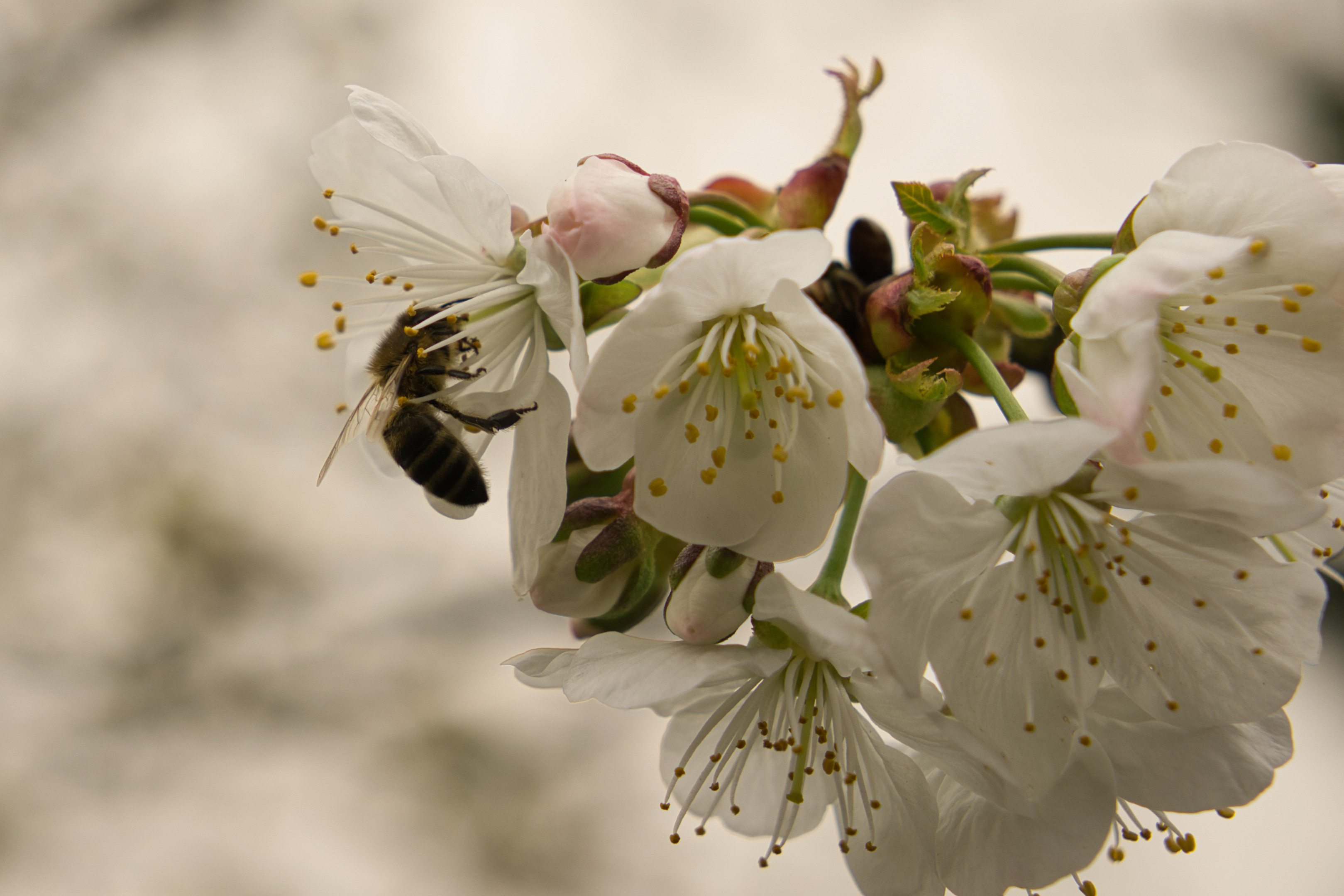 Start in die Bienensaison 24 mit Bienchen #1