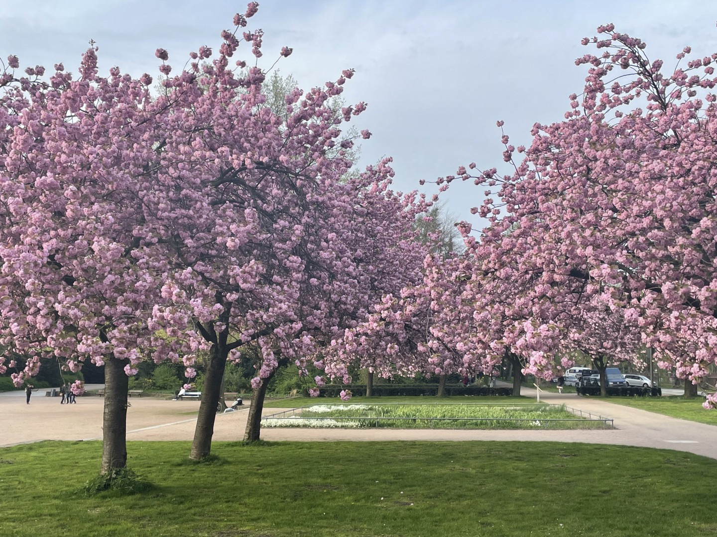 Kirschbäume in HH