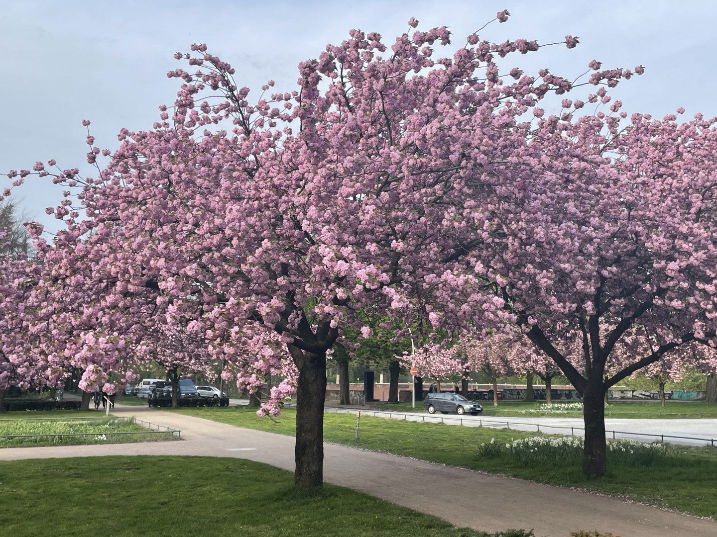 Weiterer Kirschbaum