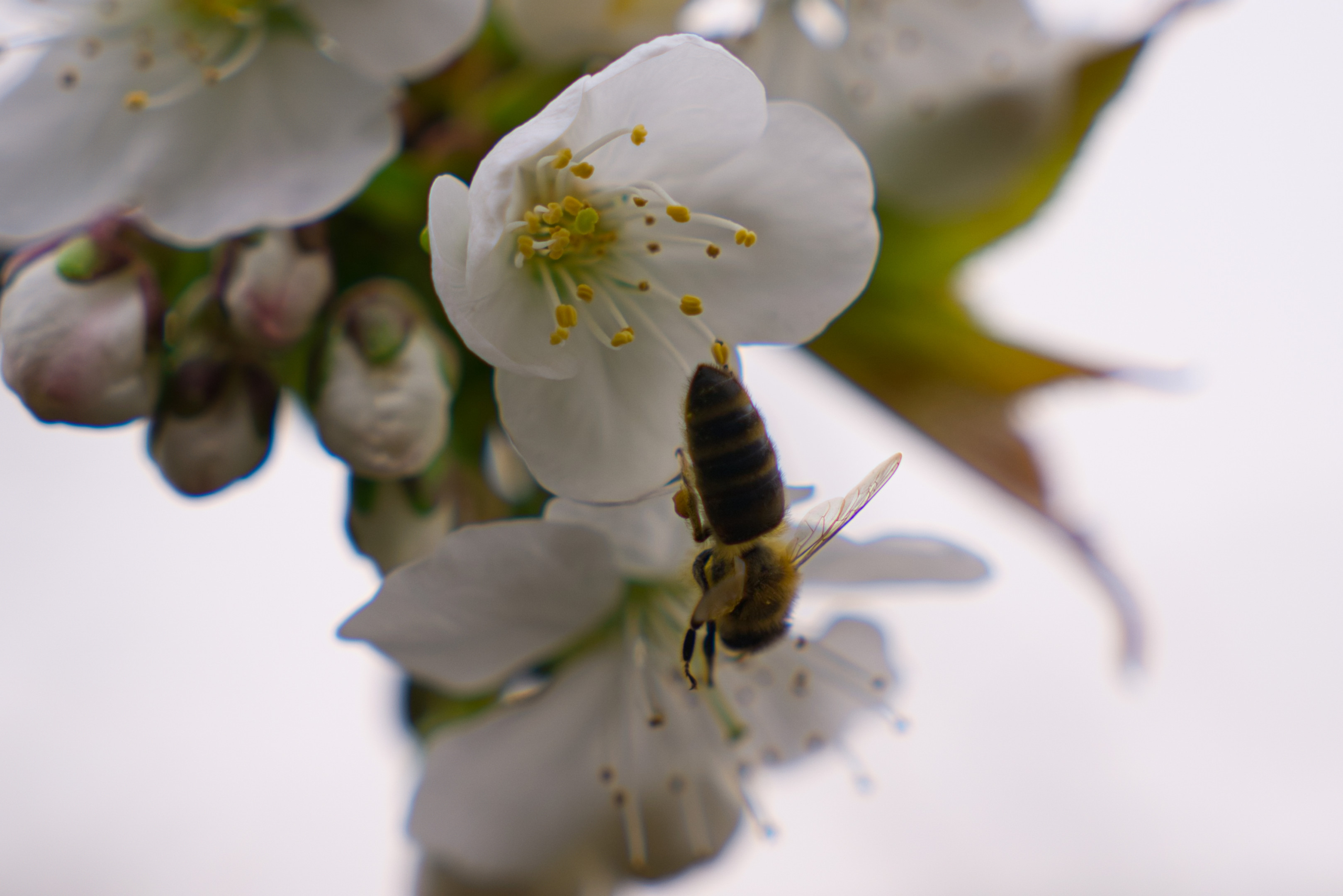 Bienchen #2 - Teil 2