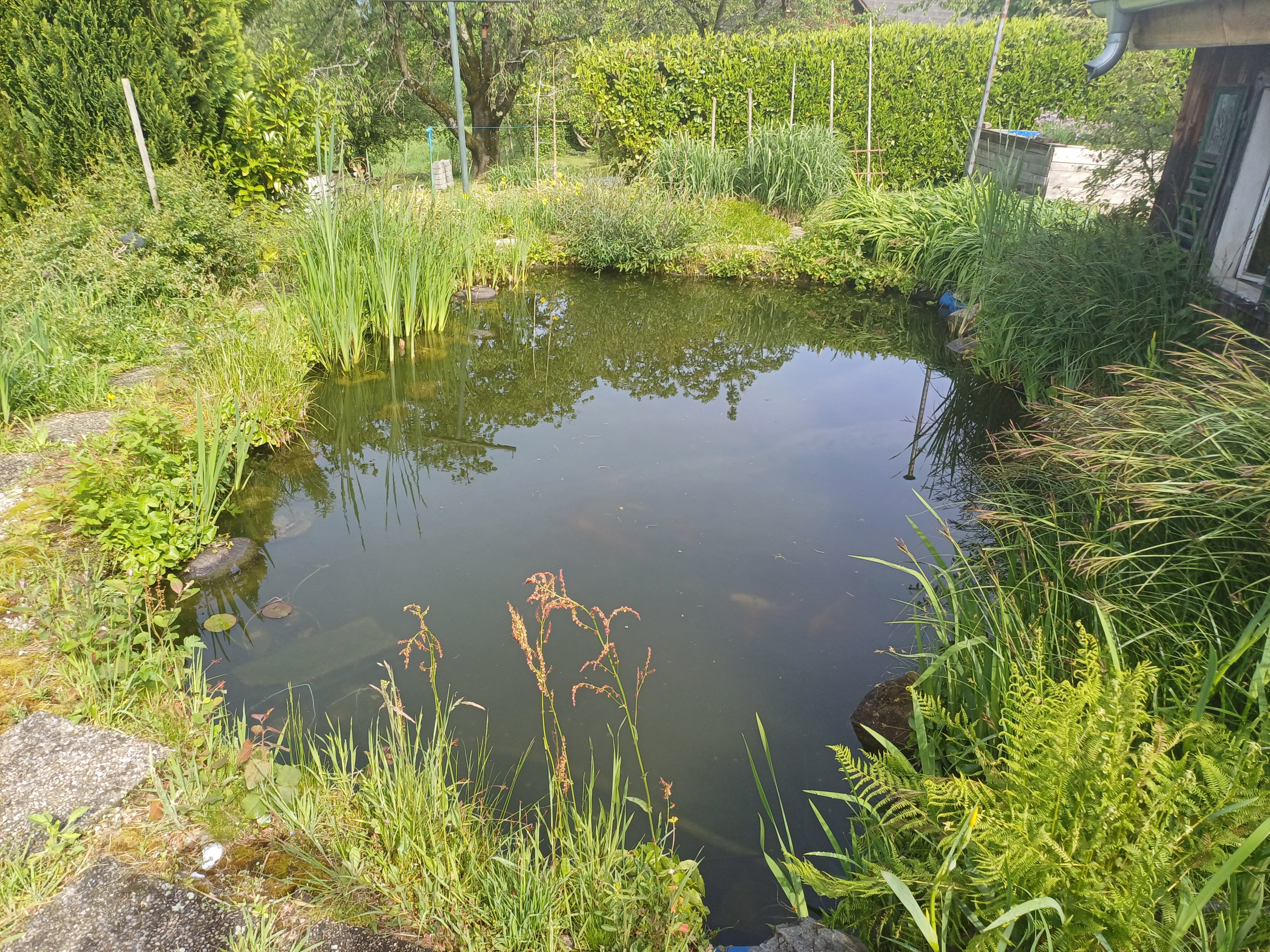 Gartenteich