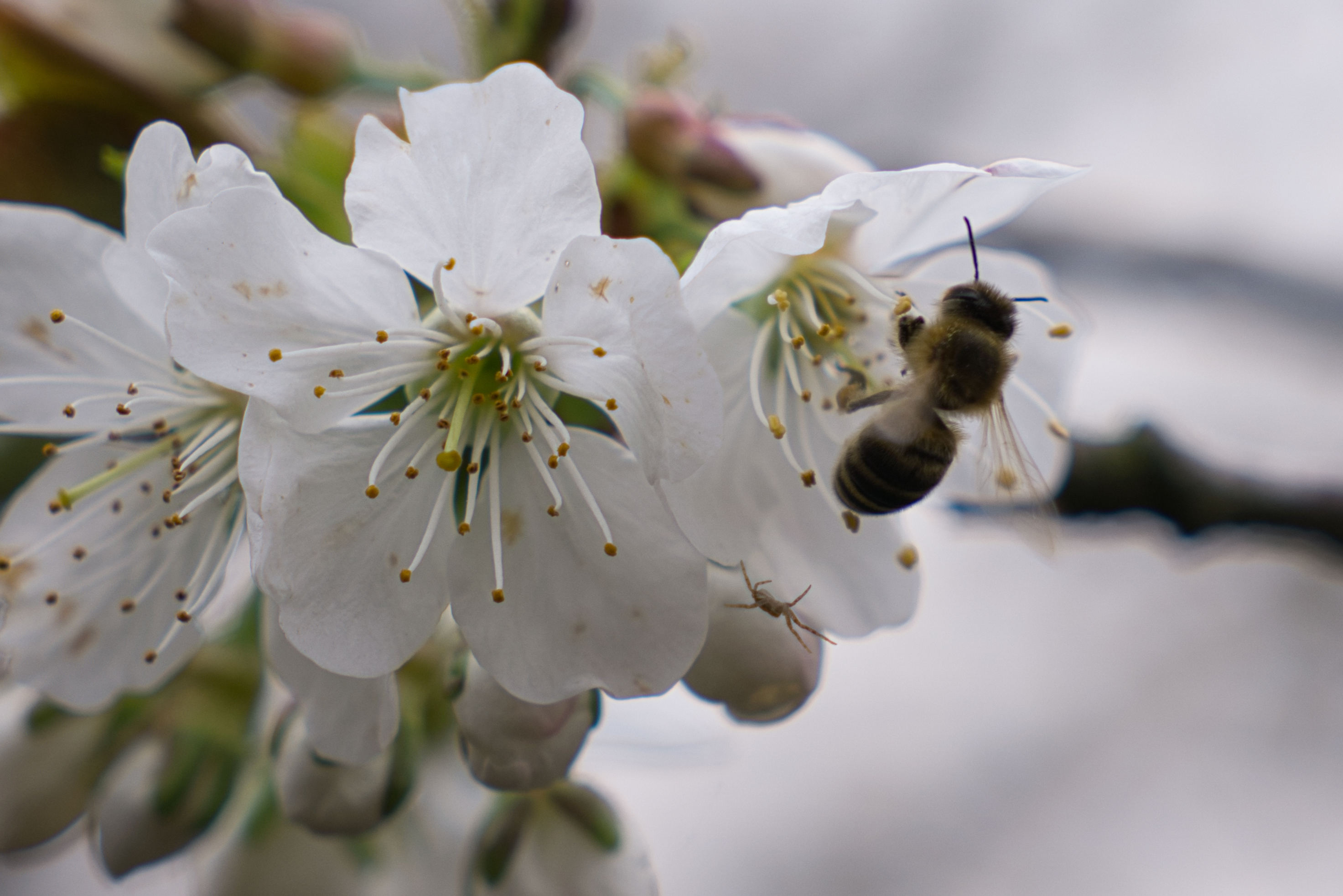 Bienchen #3