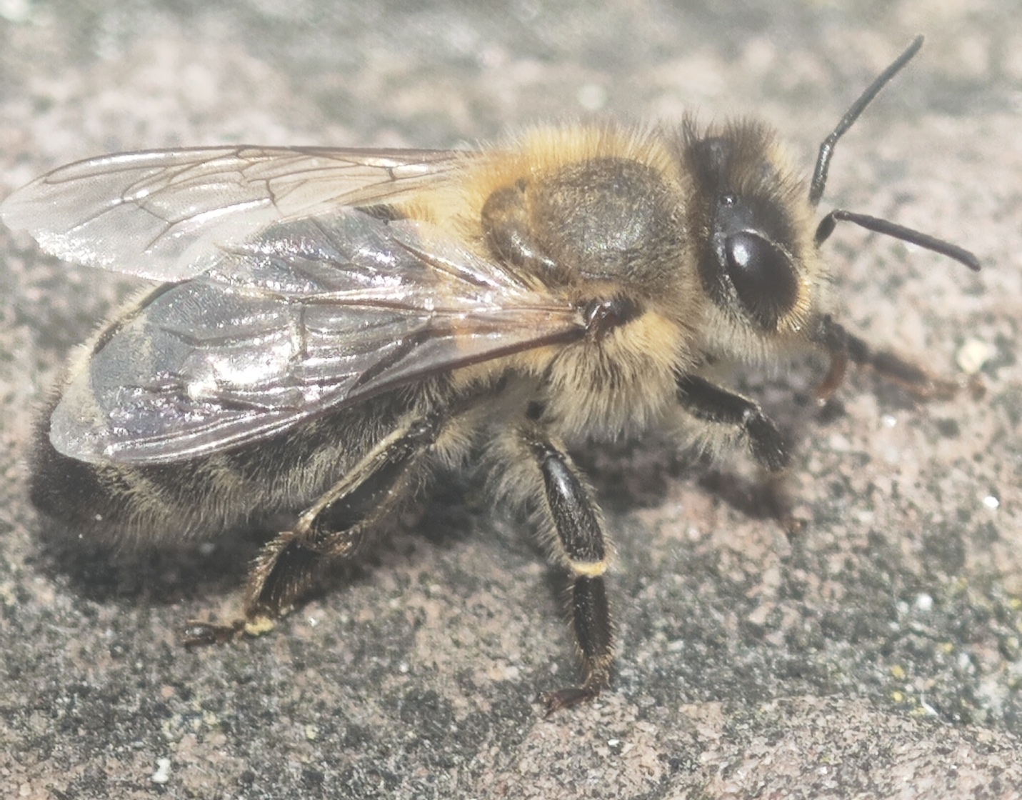 Ein Bienchen ❤️