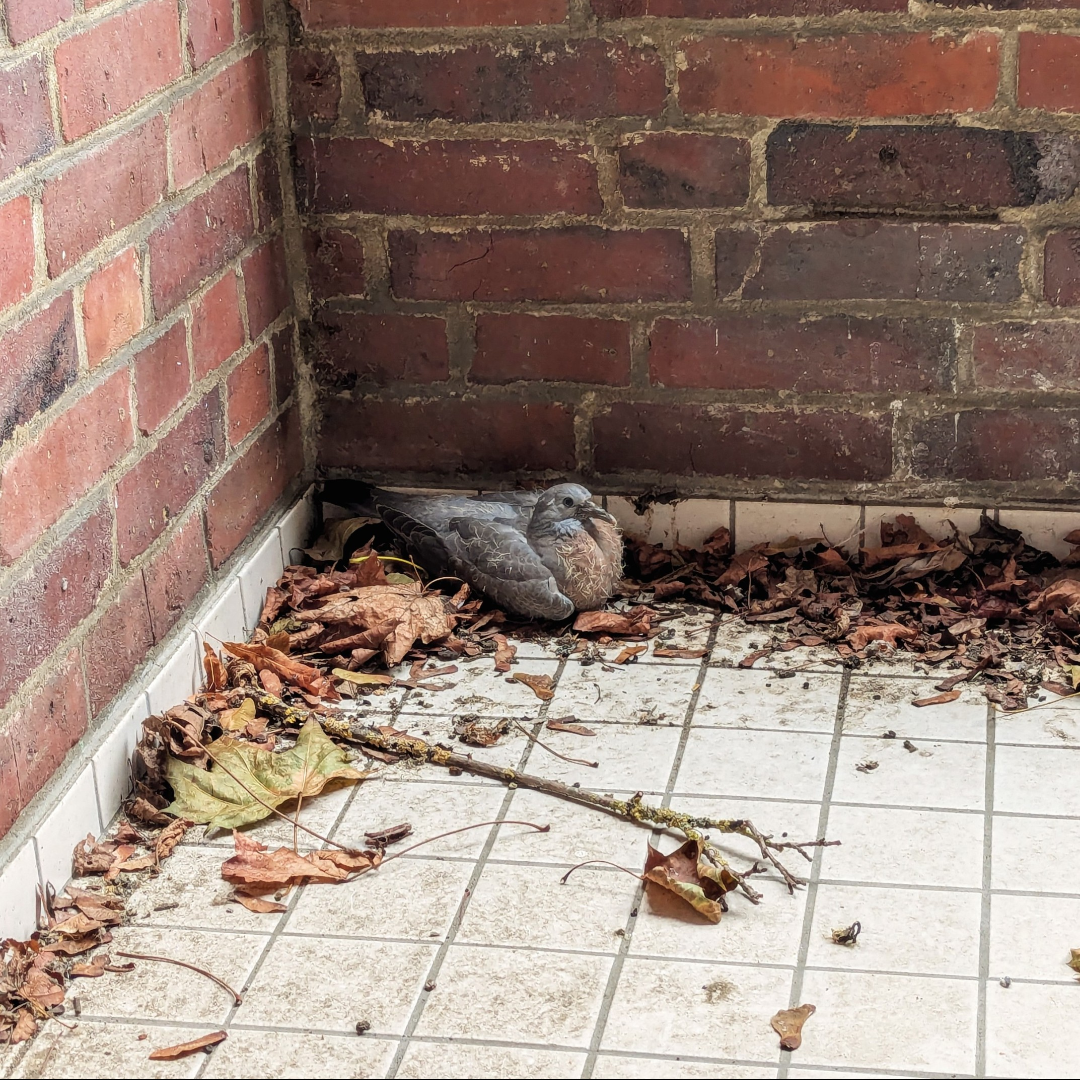 Besuch auf dem Balkon