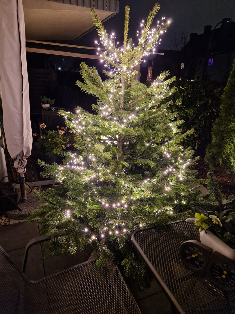 17. Türchen Weihnachtsbaum im Garten