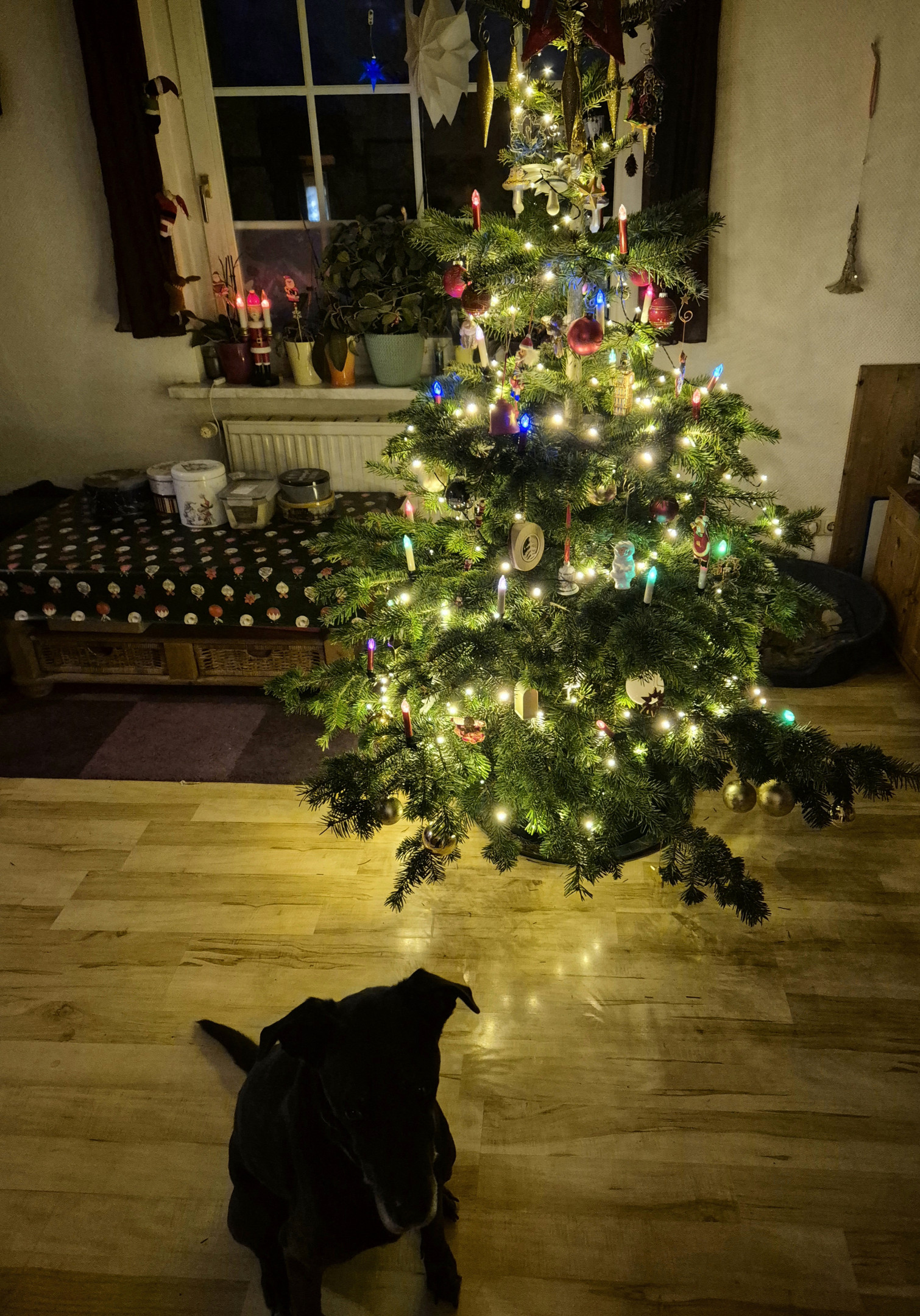 Weihnachtsbaum und Doggo 2024