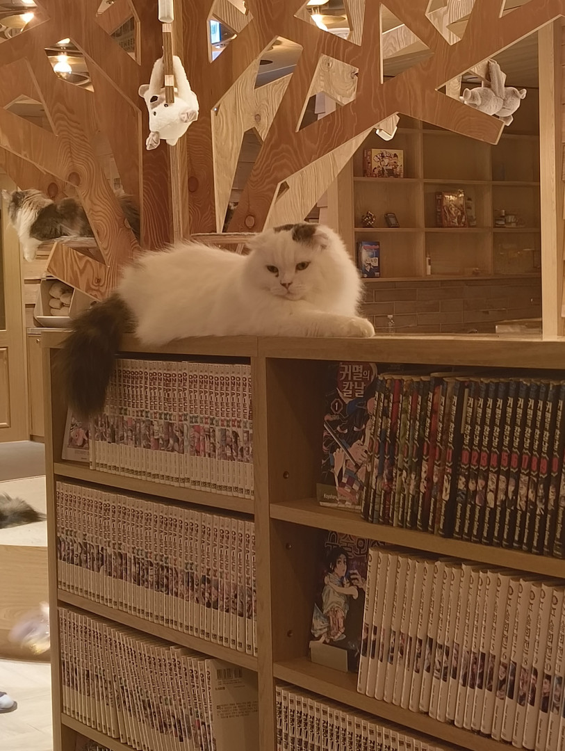Catcafé 𖢥 ฅ(•˕ •マ⟆