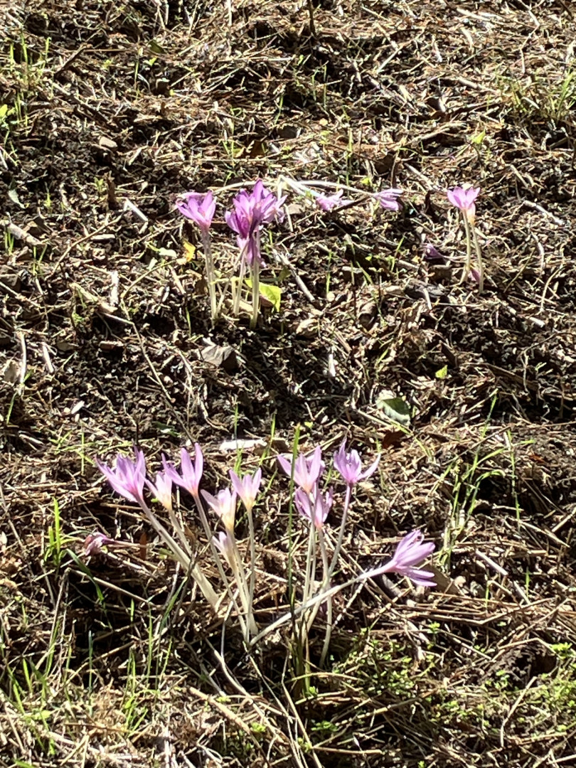 Blümchen 2