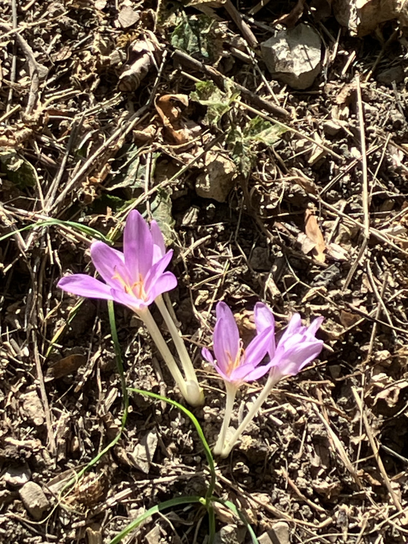 Blümchen
