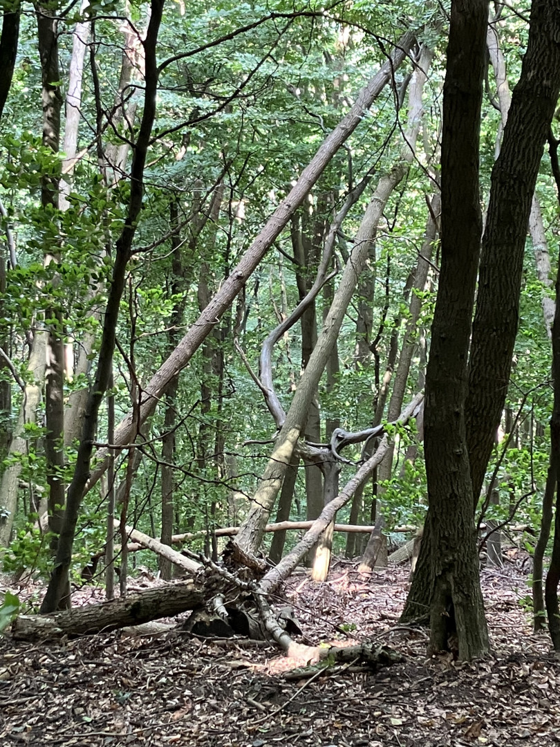 Wald