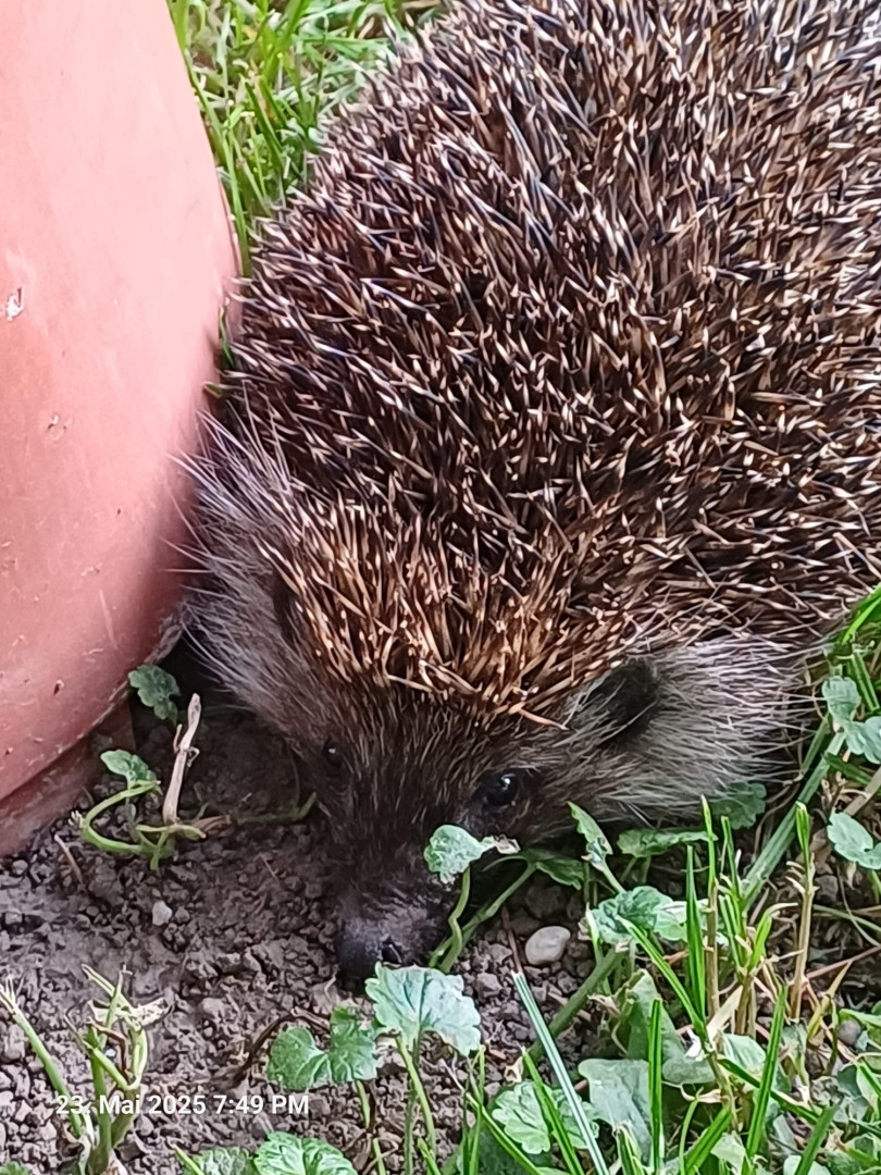 Igel im Garten ^^