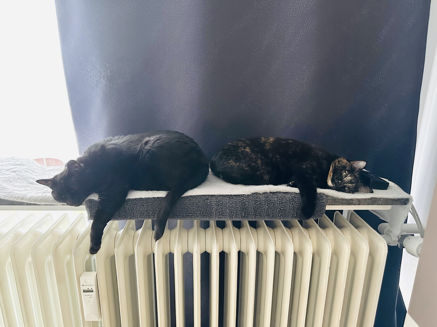 Heizung an. Katzen happy. Ich auch.. 🐈🐈‍⬛