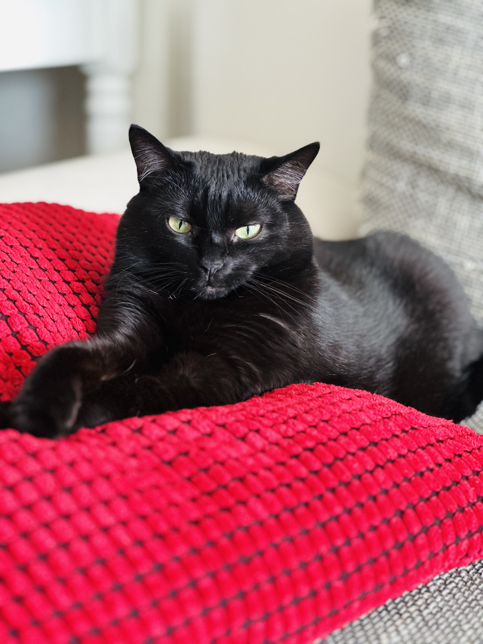 Die Königin des Wohnzimmers 🐈‍⬛