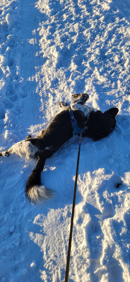 Glücklicherweise Hund im Schnee