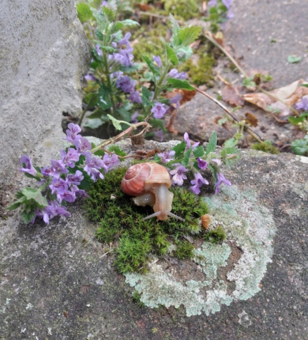 °•Schneckelchen•°