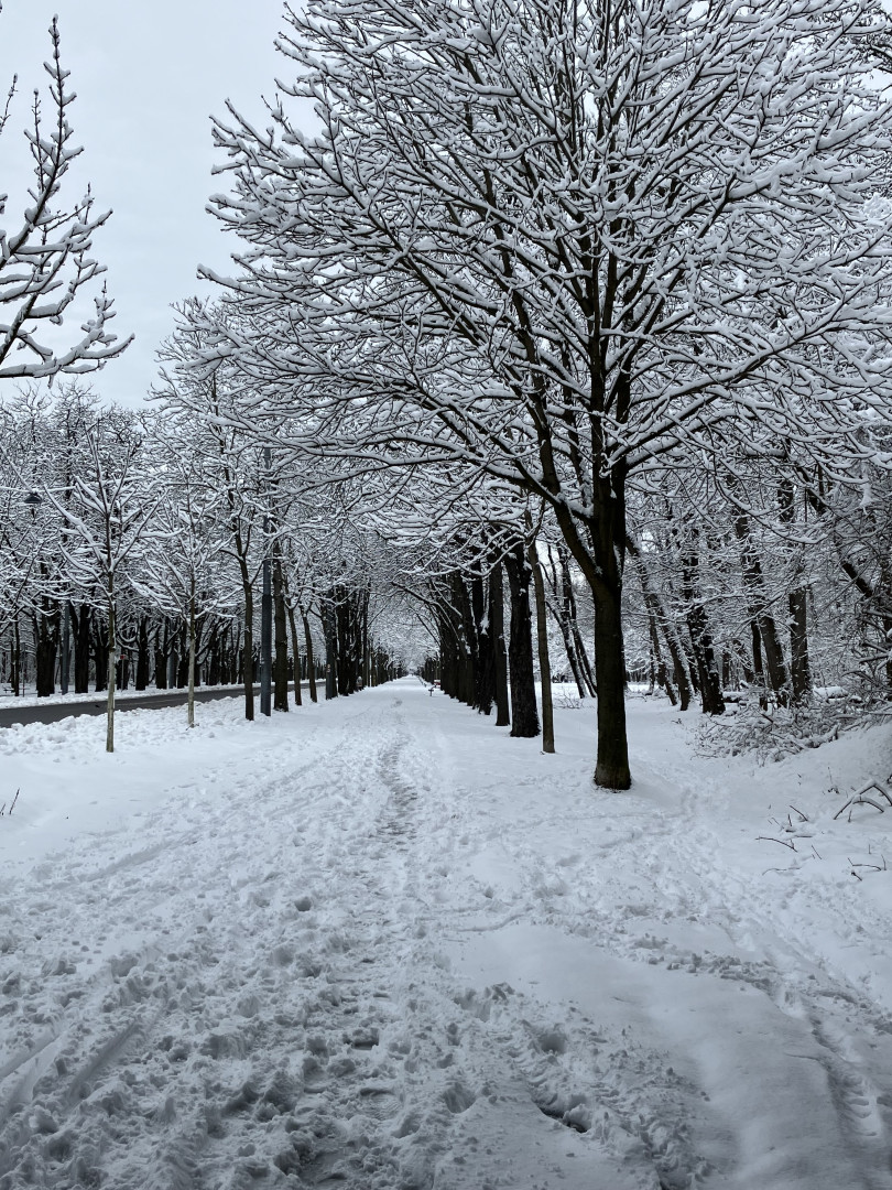 Spaziergang im Wald 4