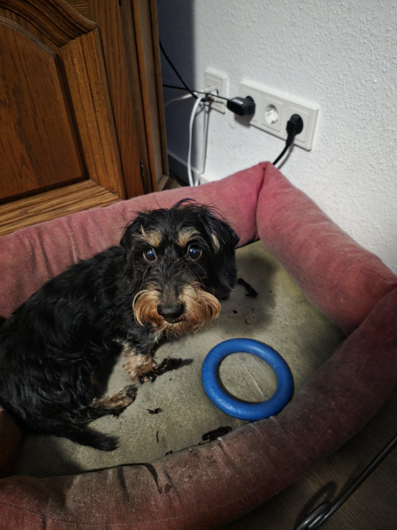 Dackeldame Nele geniesst das Leben