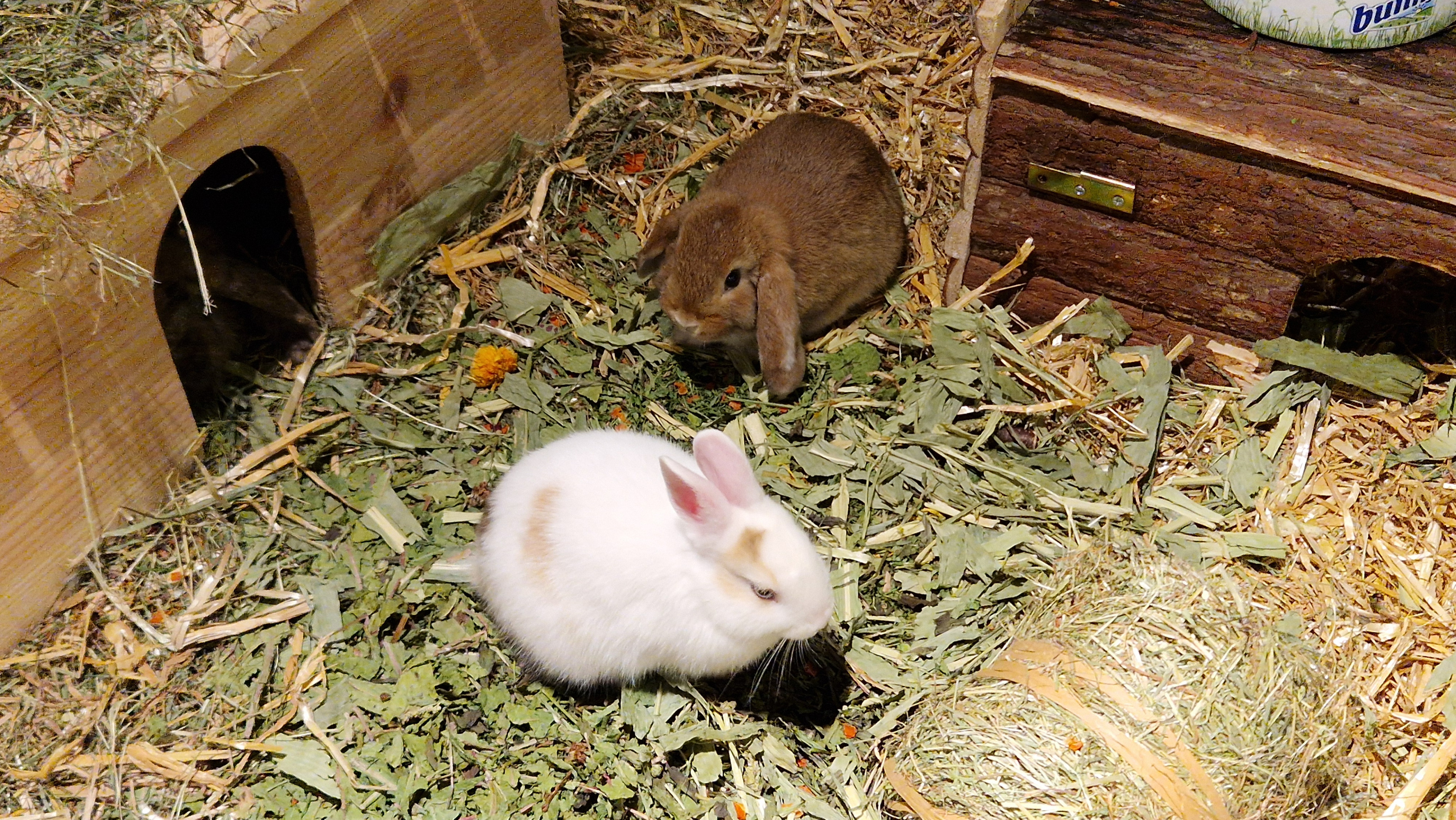 Frohe Ostern 🐇💐🩷