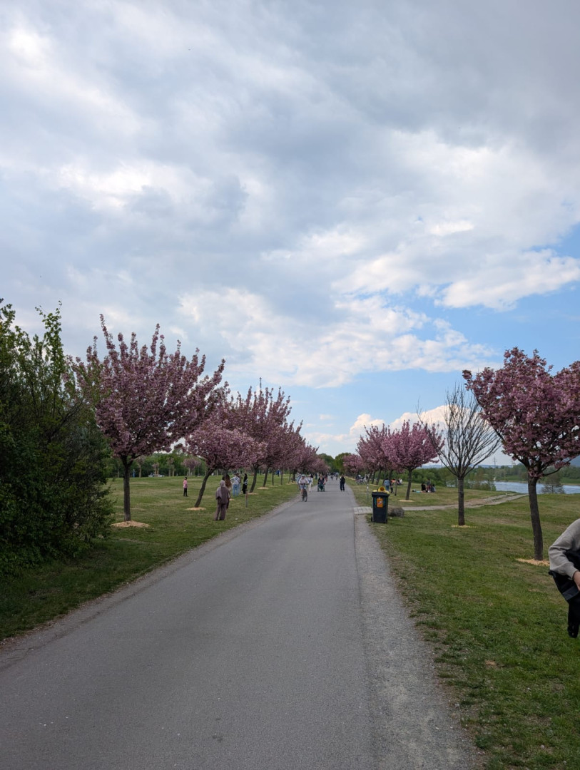 Allee mit Kirschblüten