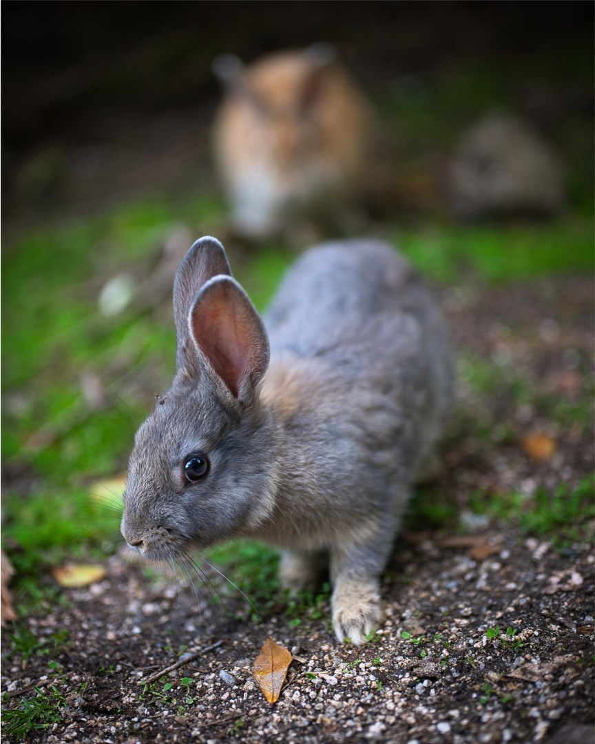 Okunoshima - Die Haseninsel