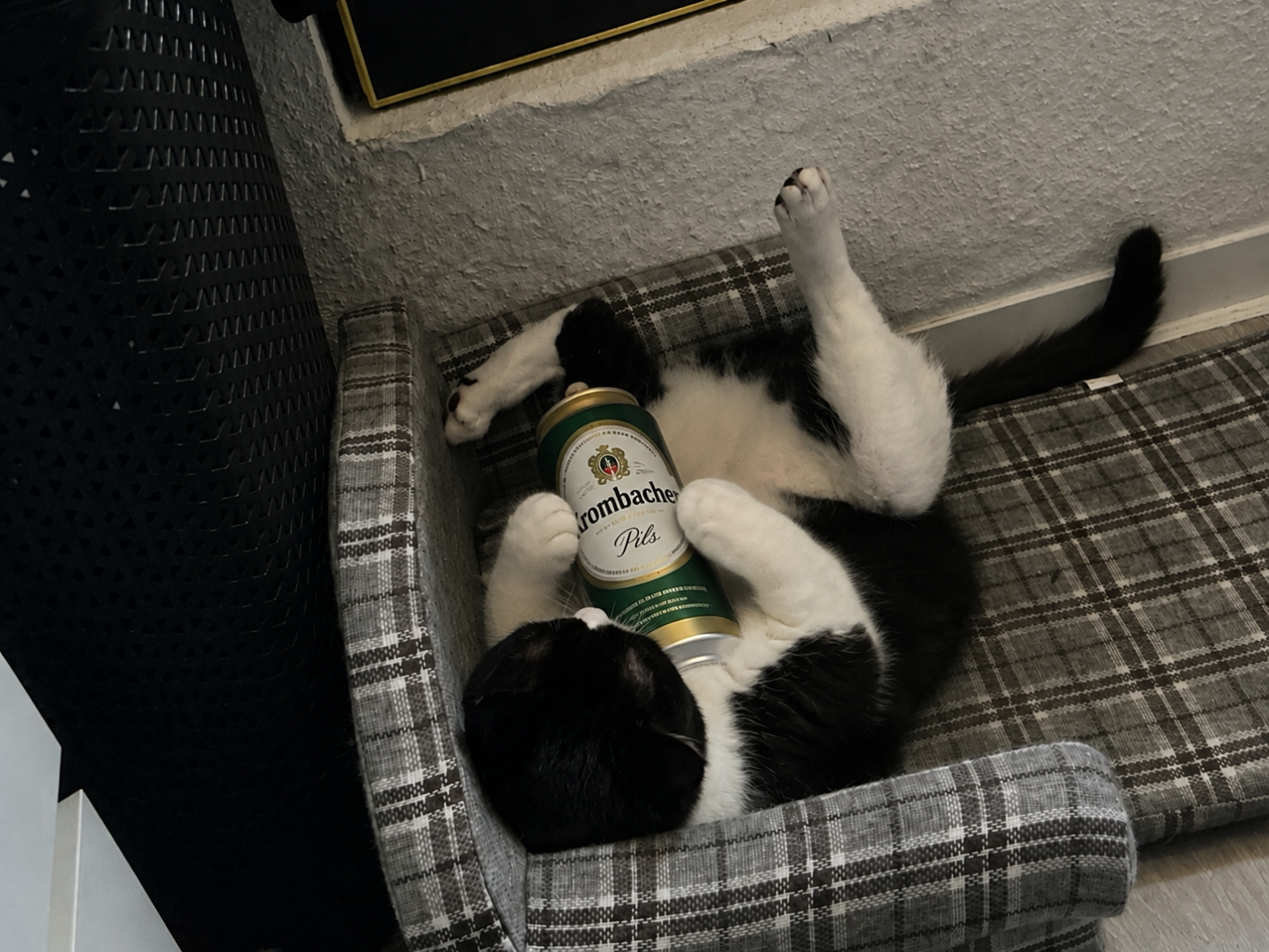 Katze