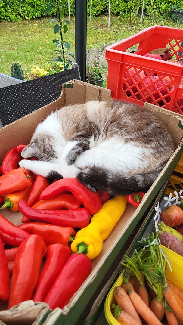 Tag 2 Sommerliche Benji Posts