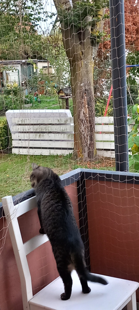 Kürbis macht was Katzen halt so machen - glaube ich 👀