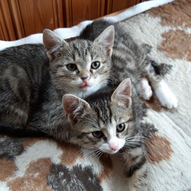 Katzen Hype