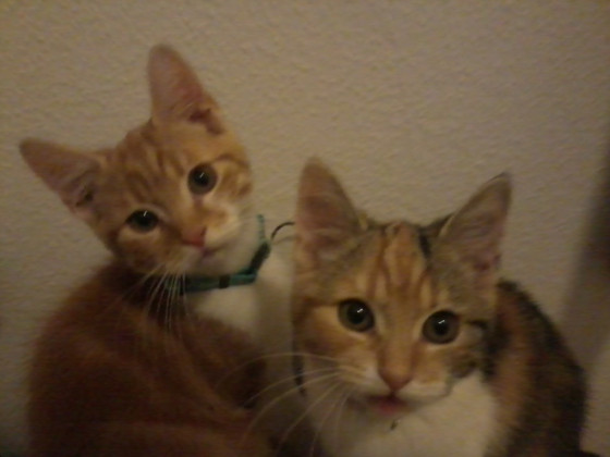 Meine Katzen Cero und Baki