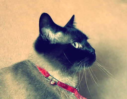Neko :3