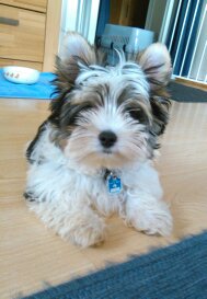 Gizmo