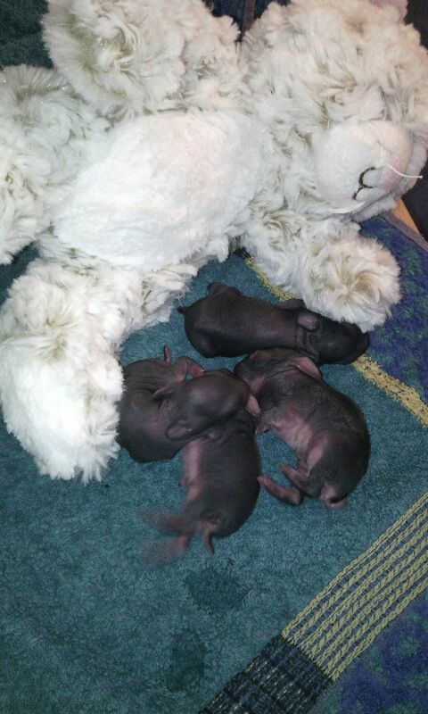 Kaninchen Babys