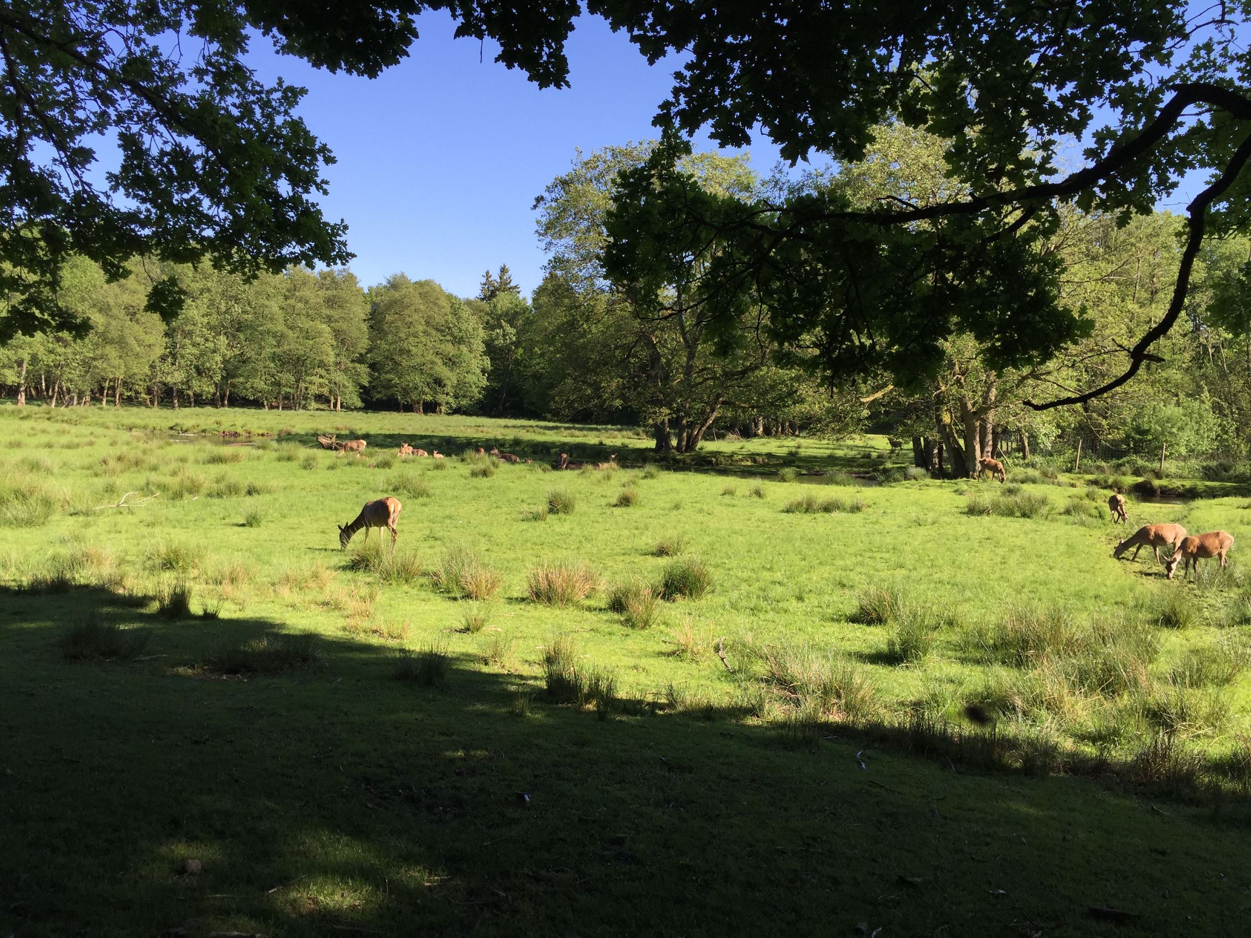 Naturerlebnisstätte Wildpark Eekholt in Großenaspe #1