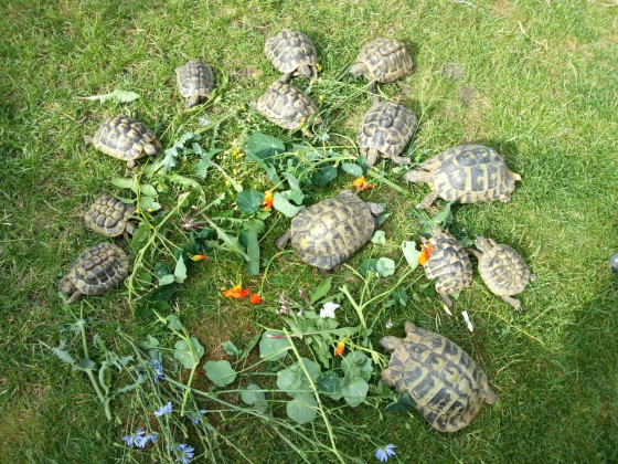 Meine Schildkröten im Garten, yo.