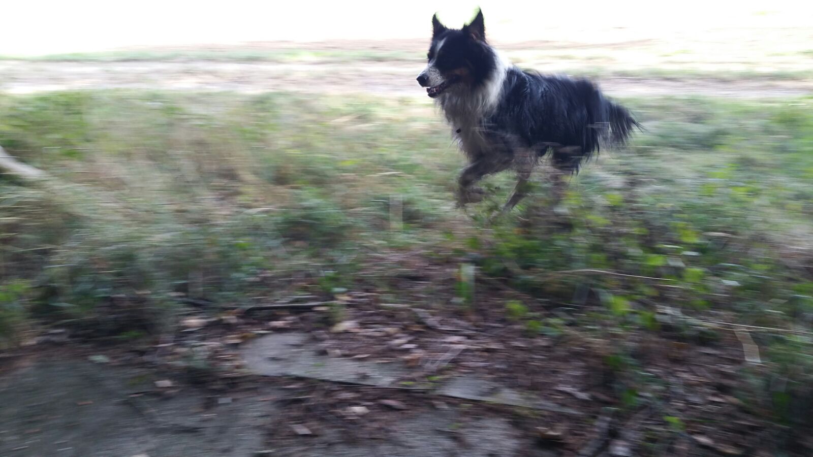 Ein fast sauberer Hund